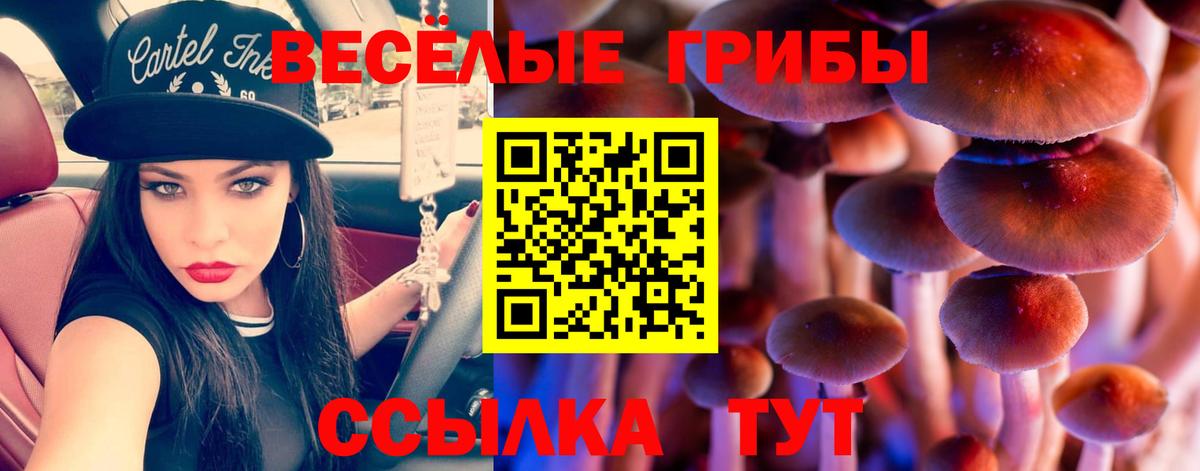 Галлюциногенные грибы Cubensis Междуреченск